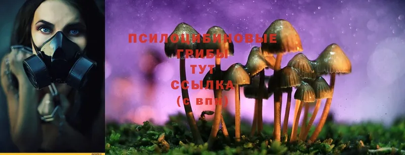 мега ссылки  закладки  Красный Кут  Галлюциногенные грибы Psilocybe 